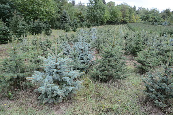 alberi di natale